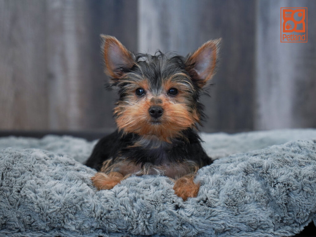 Eros - Yorkshire Terrier