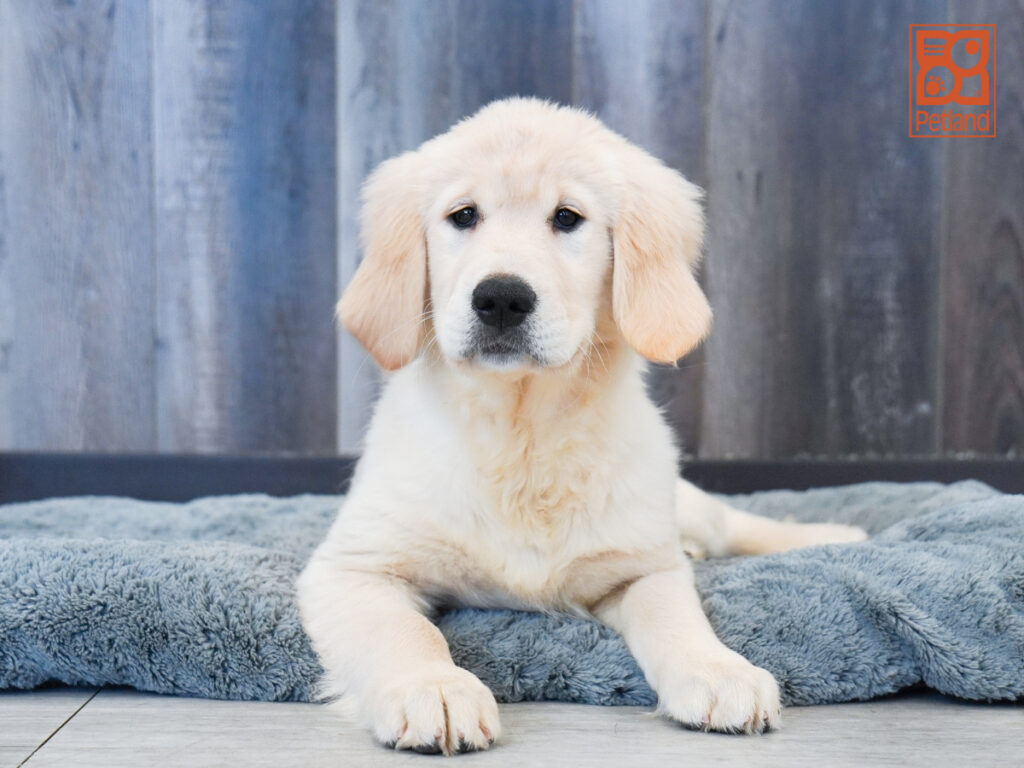 Snowdrop - Golden Retriever