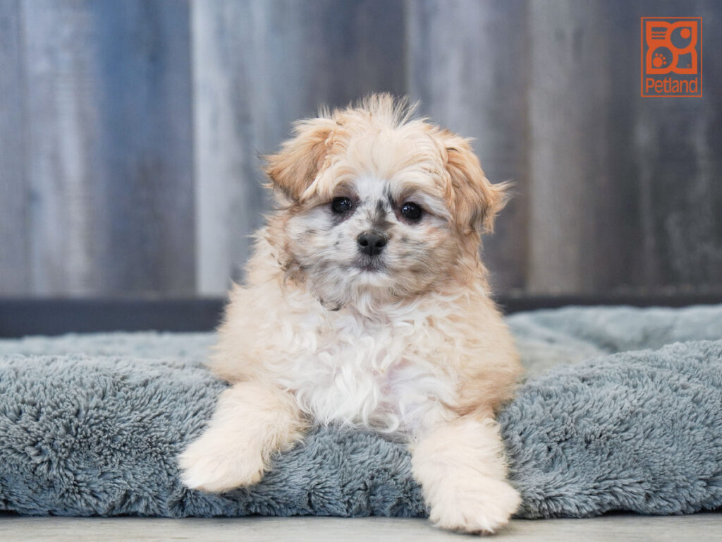 Oak - ShihPoo