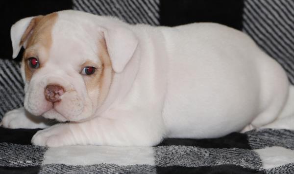 Spice - Victorian Bulldog