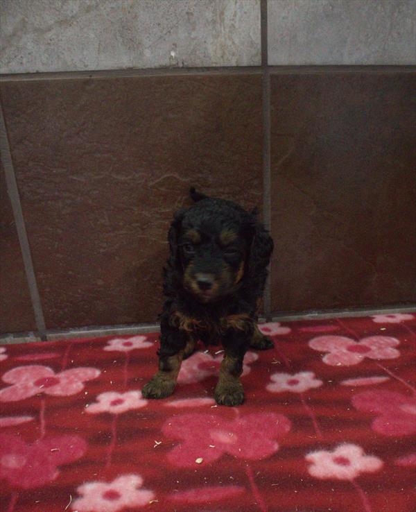 Sunrise - Bernedoodle Mini 2nd Gen