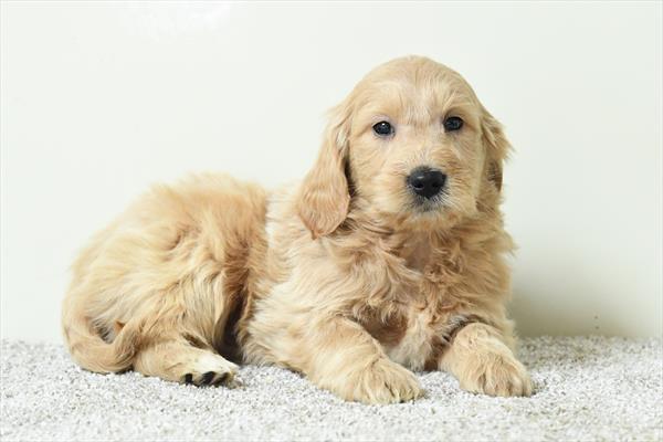 Reverie - Goldendoodle Mini