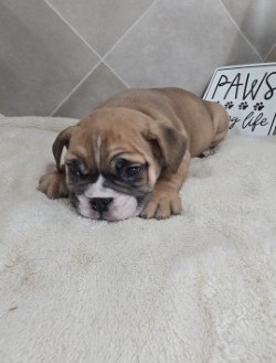 Rogue - Beabull 2nd Gen