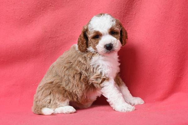Cobalt - Goldendoodle Mini 2nd Gen