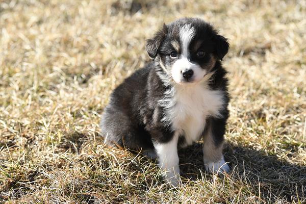 Meadow - Miniature Australian Shepherd