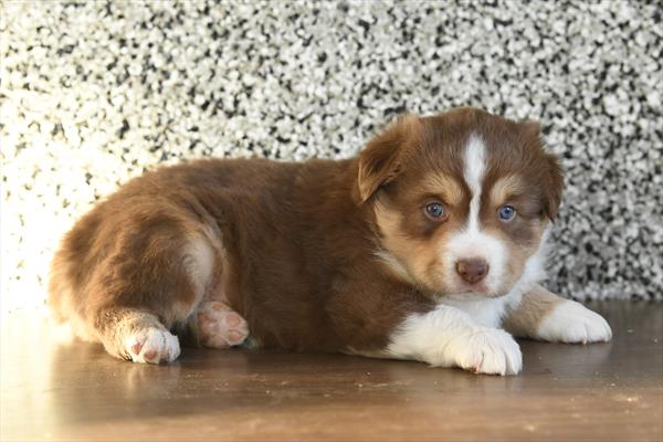Mallow - Miniature American Shepherd