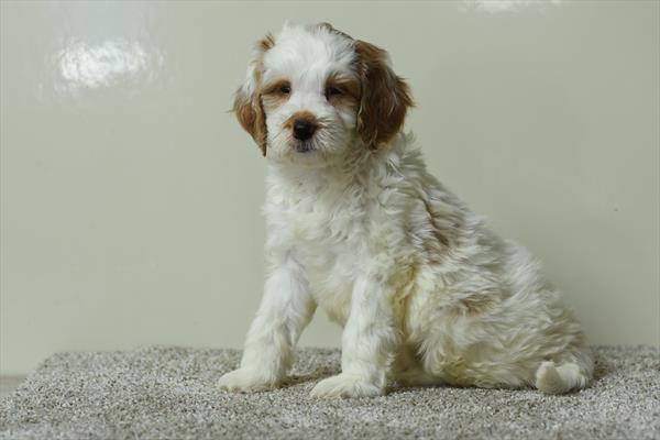 Quicksilver - Goldendoodle Mini 2nd Gen