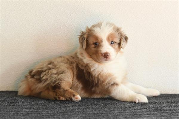 Woodland - Miniature Australian Shepherd