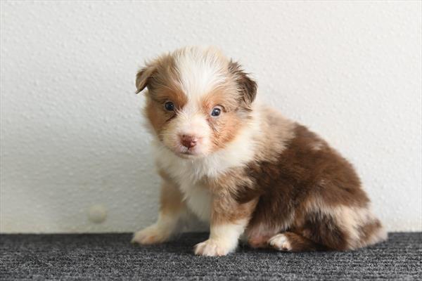 Briggs - Miniature Australian Shepherd