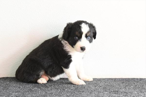 Solar - Miniature Australian Shepherd