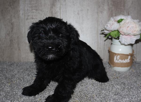 Czar - Miniature Schnauzer