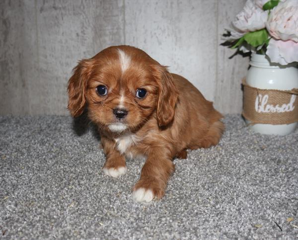 Oberon - Cavalier King Charles Spaniel