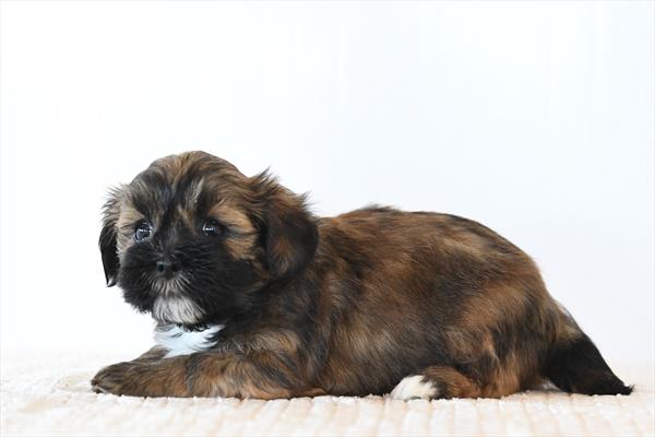 Holt - Lhasa Apso