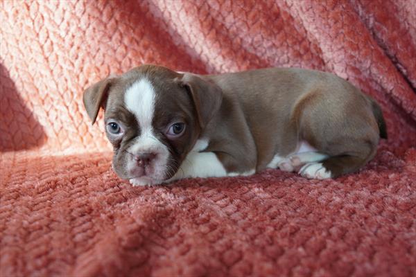 Bug - Boston Terrier