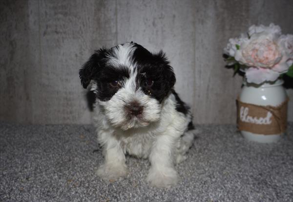 Fury - Miniature Schnauzer