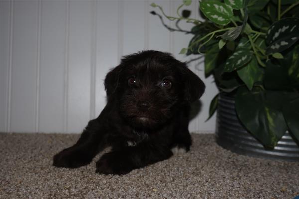 Uma - Miniature Schnauzer