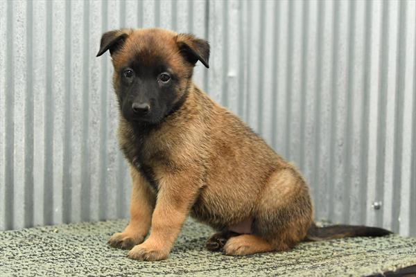 Fitz - Belgian Malinois