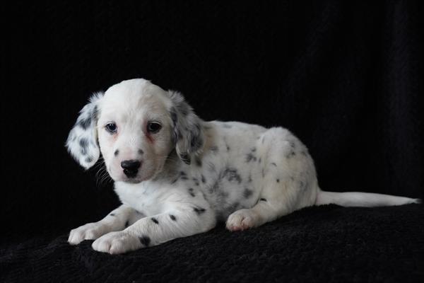 Nessa - Dalmatian