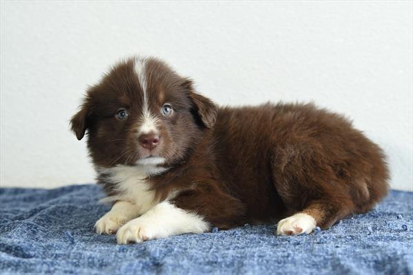 Dutch - Australian Shepherd