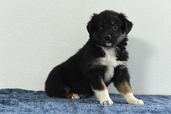 Bella-Mae - Australian Shepherd