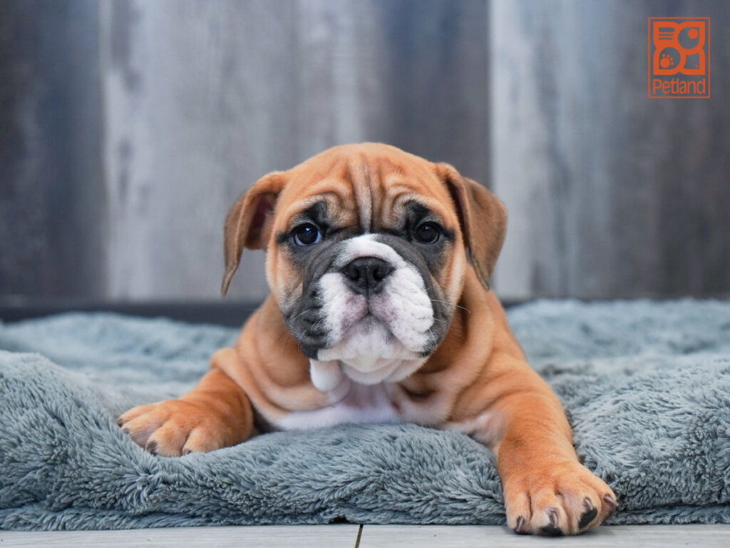 Rogue - Beabull 2nd Gen