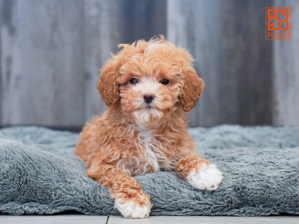 Seafoam - Goldendoodle Mini 2nd Gen