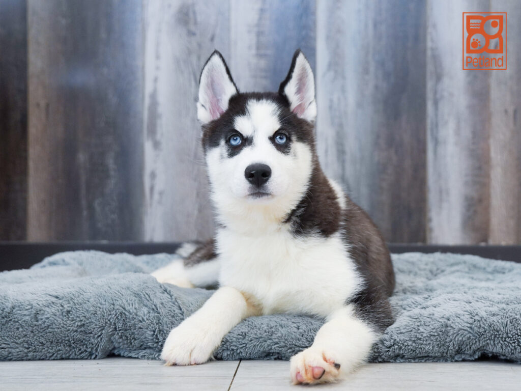 Dust - Siberian Husky