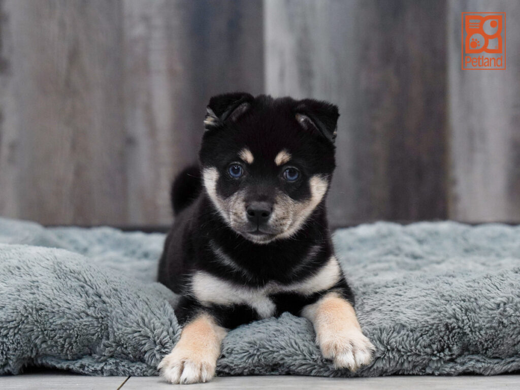 Thatcher - Alaskan Klee Kai