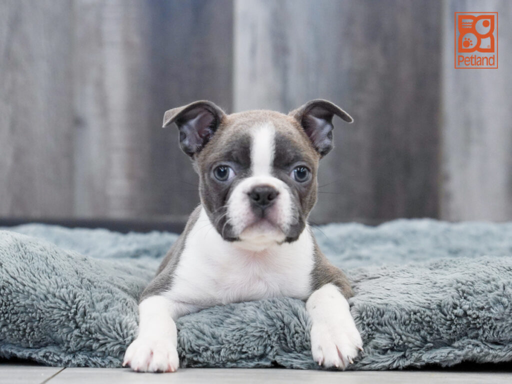 Amber - Boston Terrier