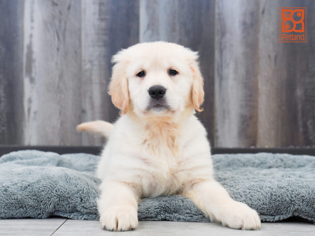 Thanos - Golden Retriever