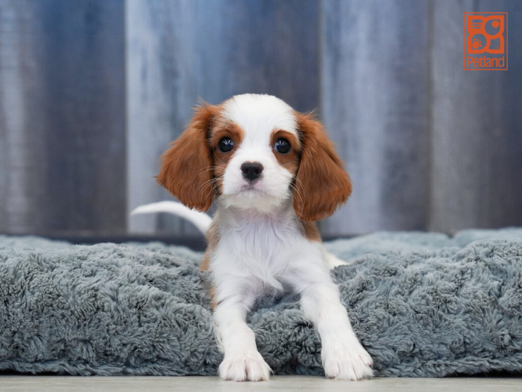 Boomerang - Cavalier King Charles Spaniel