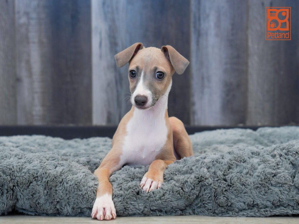 Thornton - Italian Greyhound