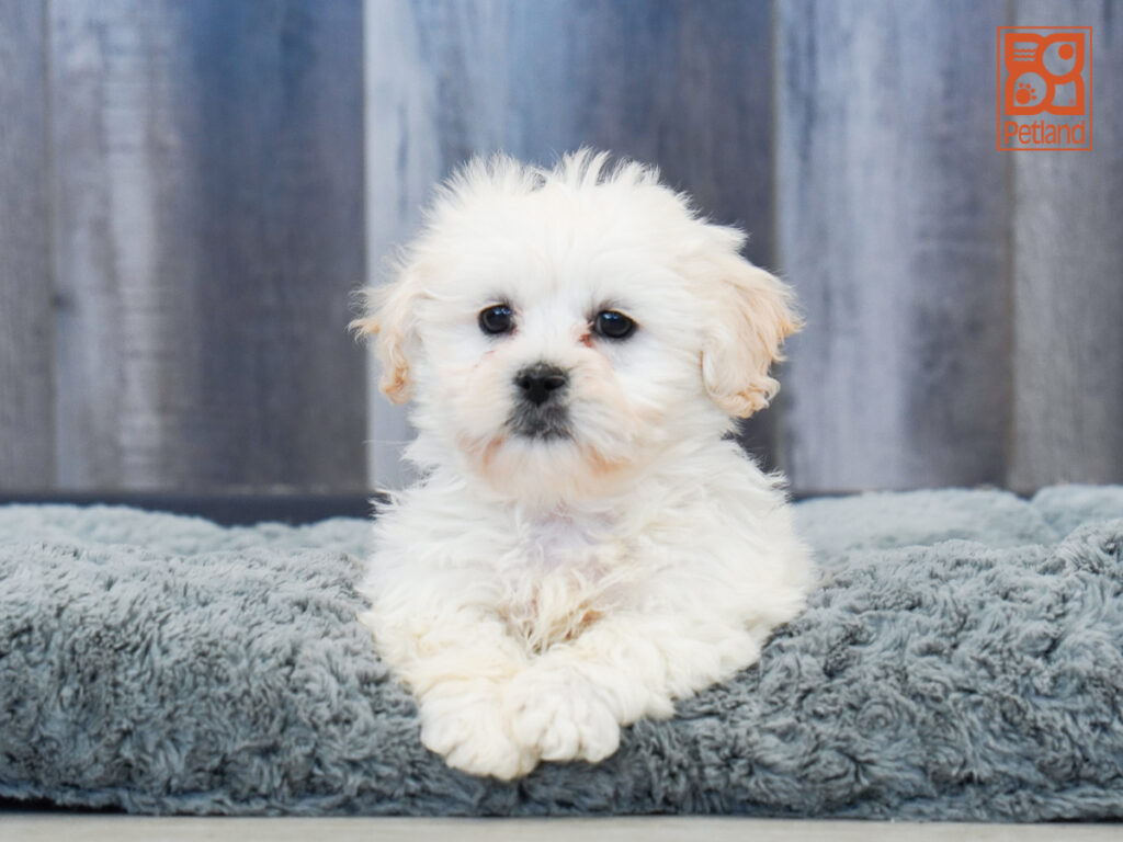 Trooper - Teddy Bear