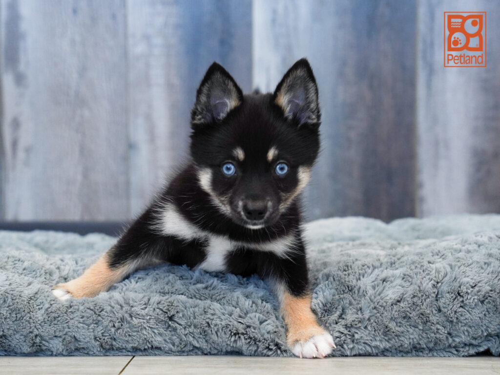 Acacia - Alaskan Klee Kai