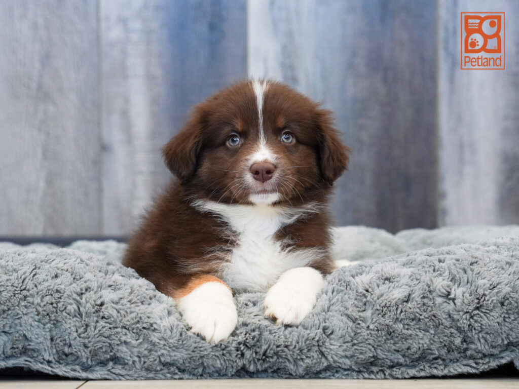 Dutch - Australian Shepherd