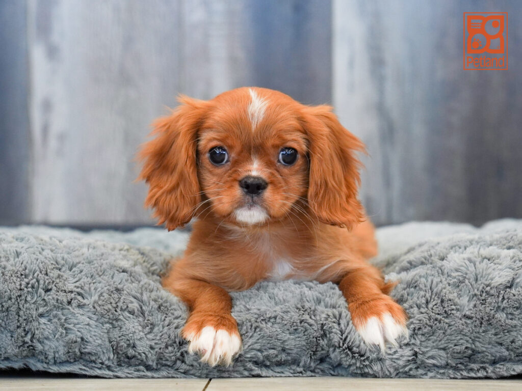 Oberon - Cavalier King Charles Spaniel