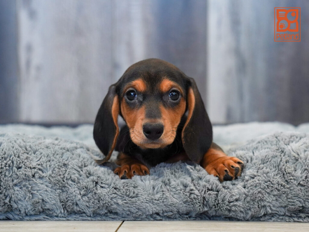 Rambo - Dachshund