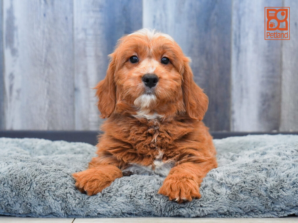 Yvette - Goldendoodle Mini