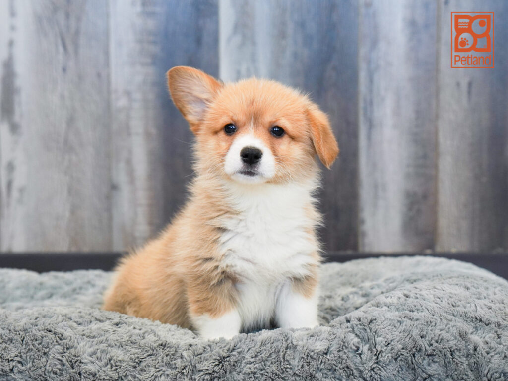 Maisie - Pembroke Welsh Corgi