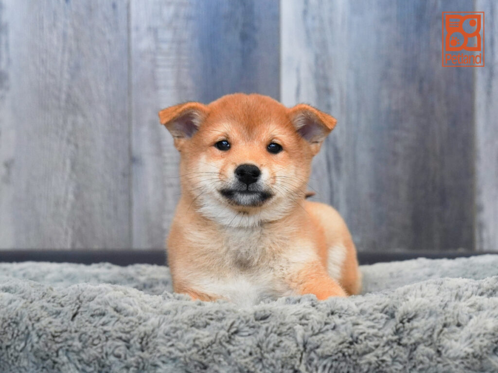 Spanky - Shiba Inu