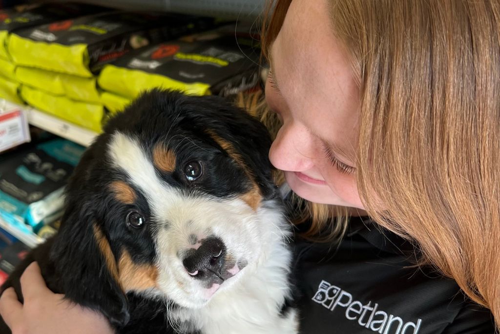 woman wearing a petland shirt holding a bernese mountian dog puppy