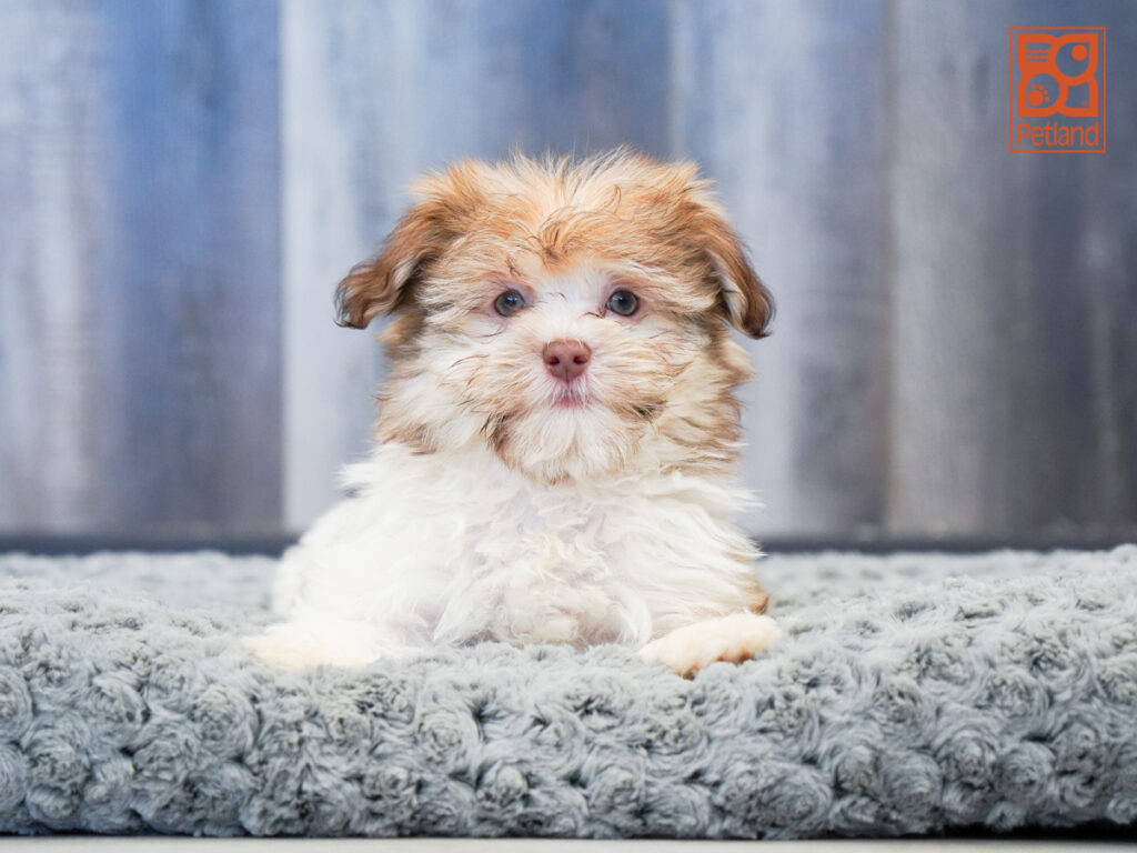 Chyna - Havanese