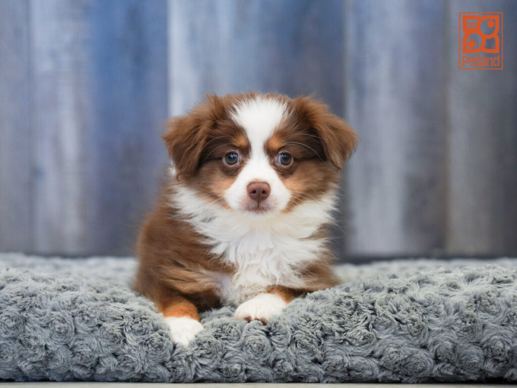 Jemima - Miniature Australian Shepherd