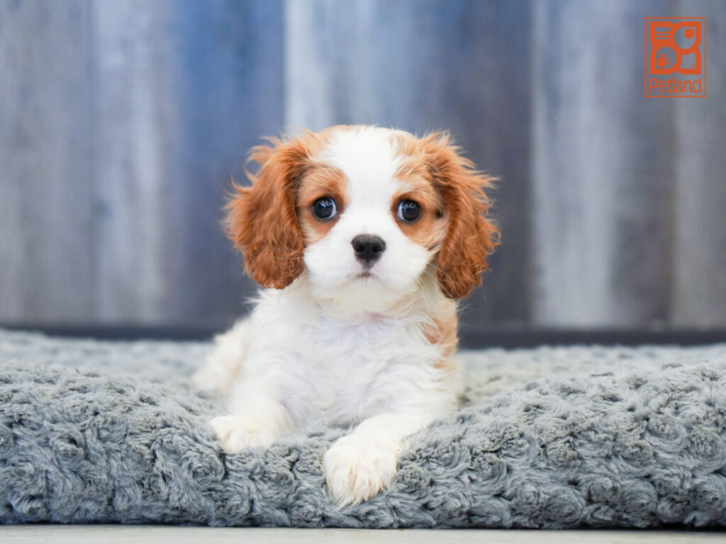 Sullivan - Cavalier King Charles Spaniel