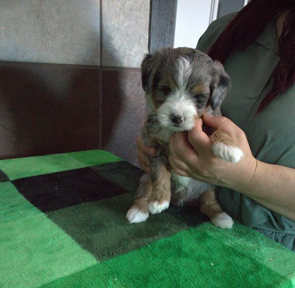 Ramsey - Bernedoodle Mini 2nd Gen