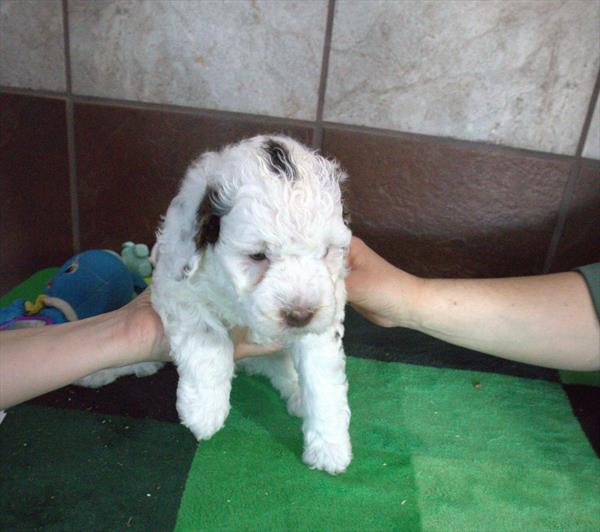 Kira - Bernedoodle Mini 2nd Gen