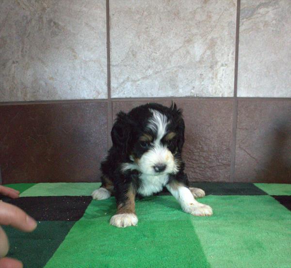 Gala - Bernedoodle Mini