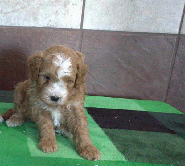 Ridley - Bernedoodle Mini 2nd Gen