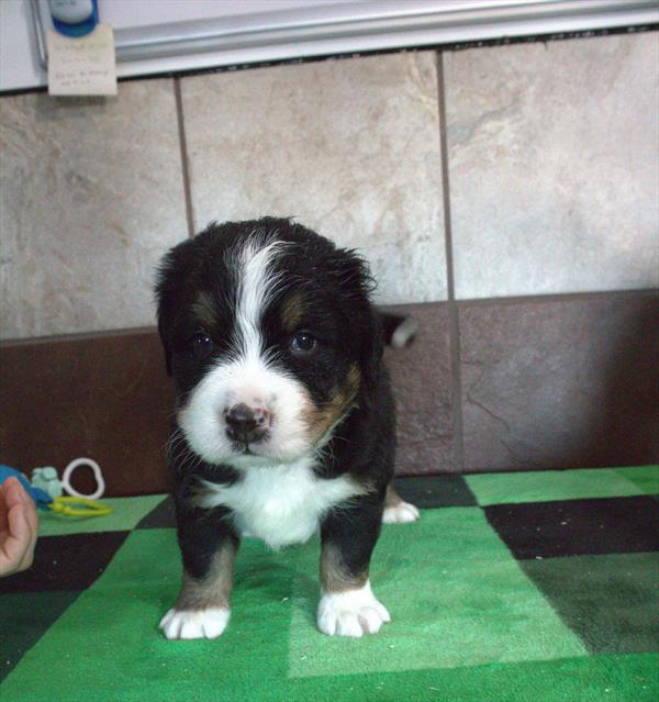Chino - Bernese Mountain Dog