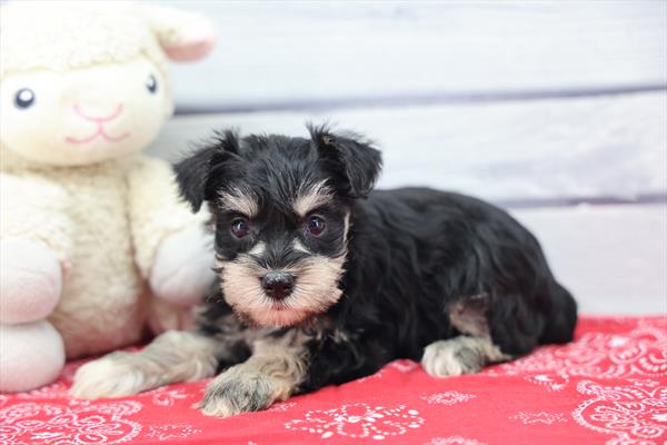Vanessa - Miniature Schnauzer